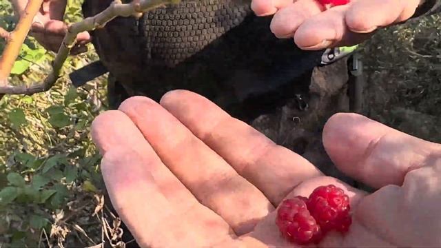 Хилдехарой Сакан-йист #нохчи