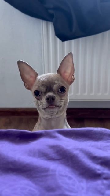 на камеру ничего не может 😁 #чихуахуа #chihuahua #chiwawa #dog #с? смотреть онлайн
