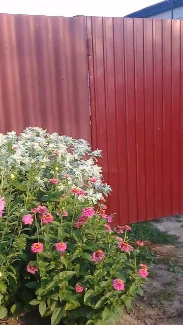 Цветы астры и "невеста" возле дома на улице Коммунисти? смотреть онлайн