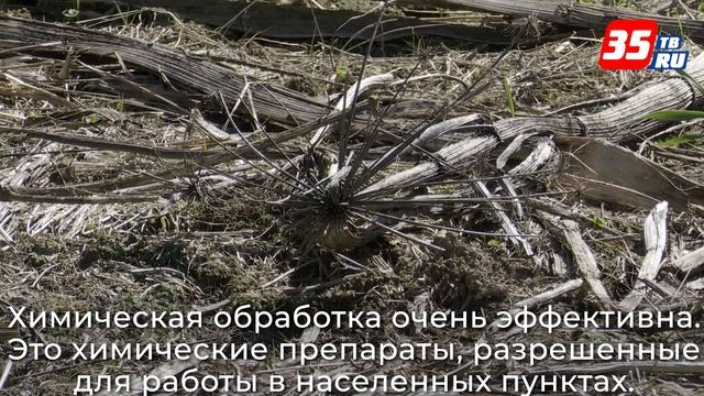 Сезон борьбы с борщевиком в самом разгаре