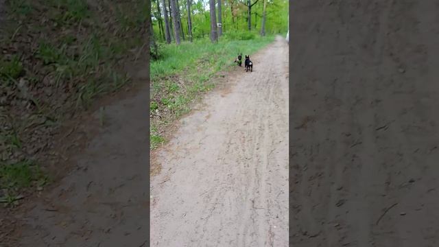 Якур играет с другой бульдожкой