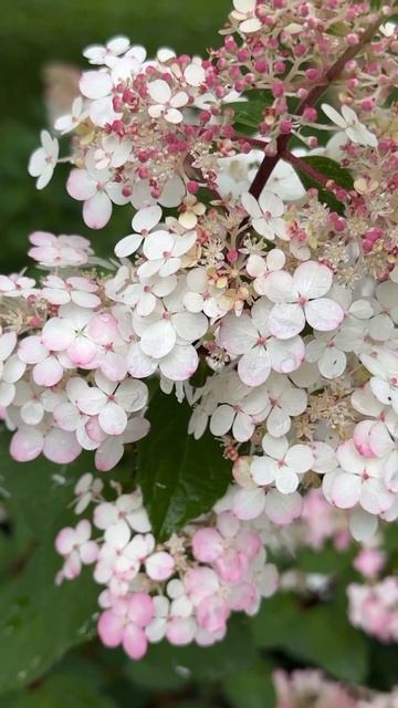 невероятной красоты гортензия🌸hydrangea!