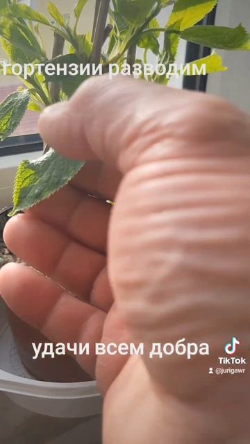 гортензия рассада