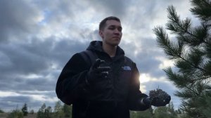 Сбор Кедровых шишек ,сколько можно заработать?