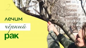 ЧЁРНЫЙ РАК – не приговор! СПАСАЕМ ЯБЛОНЮ от чёрного рака.