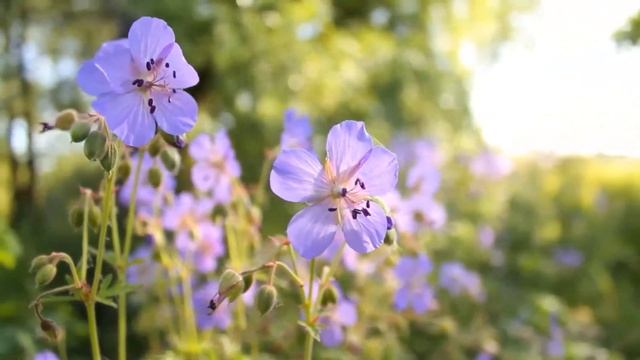Мне не нужны деньги! Я хочу, чтобы наши дети воспитывал смотреть онлайн
