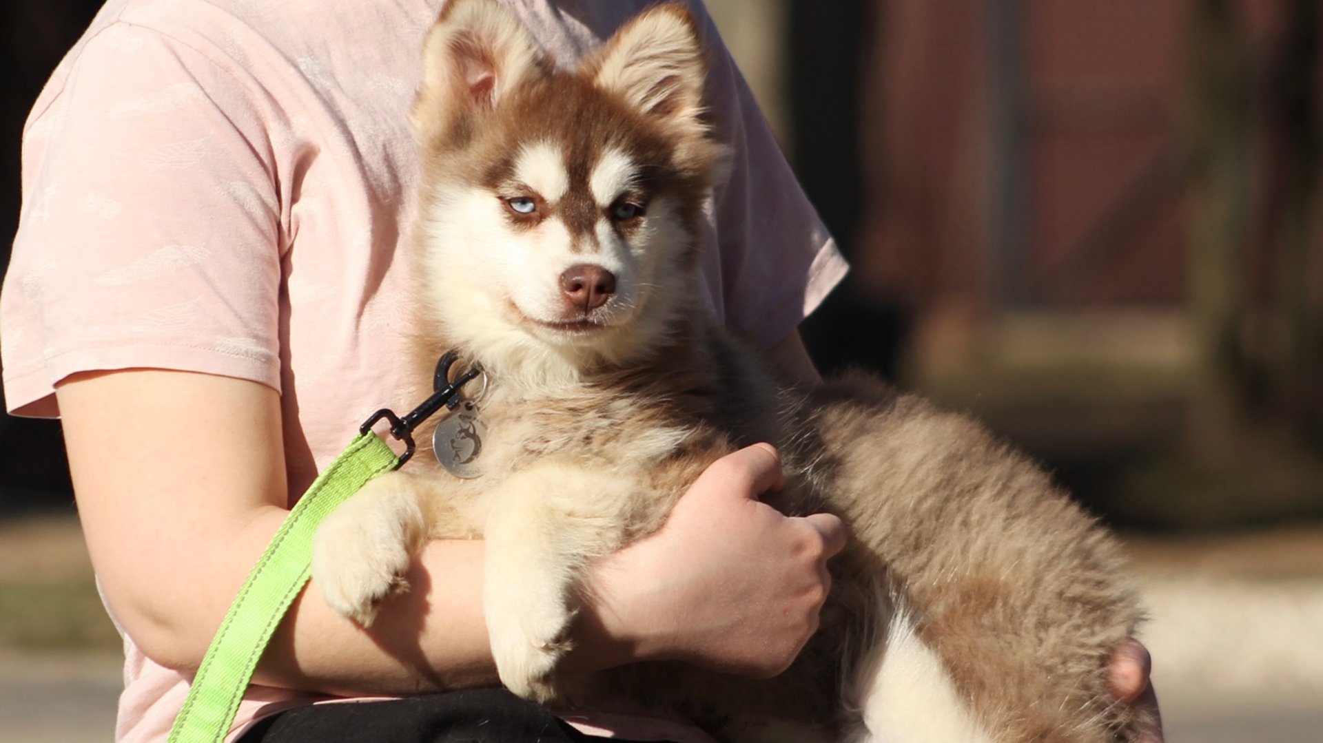 Адаптивность- тема этого видео. Щенки- это непрерывная работа по их социализации. смотреть онлайн