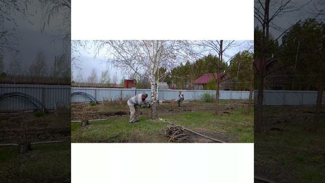 как правильно валить березу смотреть онлайн