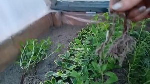 Результат укоренения метельчатой гортензии в песке. У