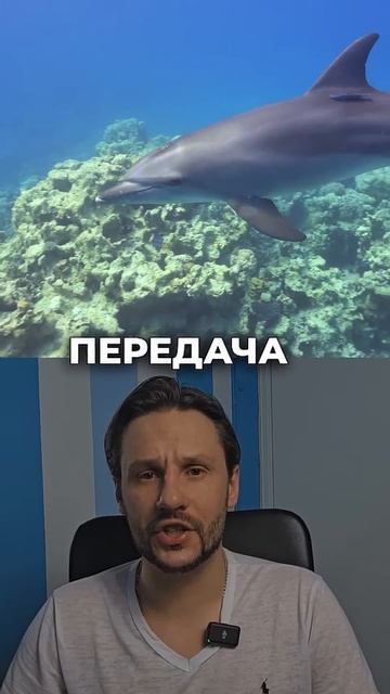 О чём говорят дельфины? Учёные раскрыли тайну их языка смотреть онлайн