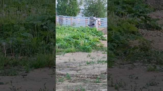 уничтожение борщевика Сосновского+79152048084 вечерняя об? смотреть онлайн