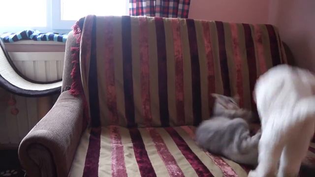 Дурні коти ніяк не подружаться