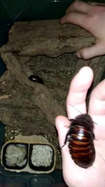 Клан Эль-Тэмура, Гибрид и самки. Мадагаскарский тарака смотреть онлайн