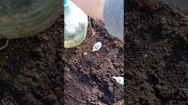 25.03.25 Помидоры в теплице не замерзли смотреть онлайн