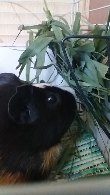 Жора ест траву смотреть онлайн