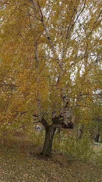 #осень #лес #природа #береза смотреть онлайн