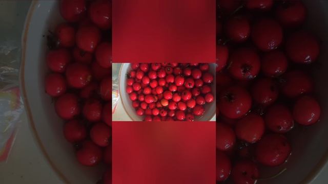 Боярышник как ОБЕРЕГ и привлечение ЛЮБВИ #оберег#любо?