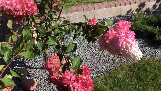 Гортензия Ванила Фрайз. смотреть онлайн