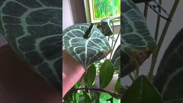 Супер короткое видео 📹 Скоро сниму обзор всей коллек смотреть онлайн