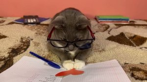 КОТИКИ В ШКОЛЕ - 14 ФЕВРАЛЯ