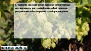 Хмель полезные свойства и противопоказания / Хмель по?