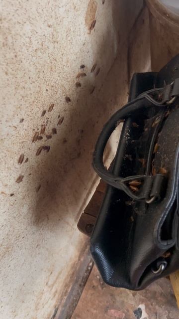 Сумка 👜 ТАРАКУЧИ 🤣