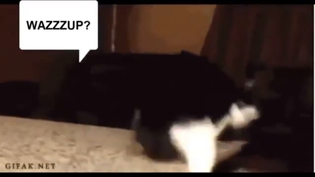 Эти прикольные животные МЕГА РЖАЧ! смотреть онлайн