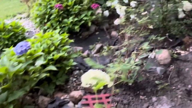 Обзор очень красивых гортензий в нашем саду!🌸🌺😁🫶