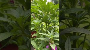 Бальзамин садовый махровый