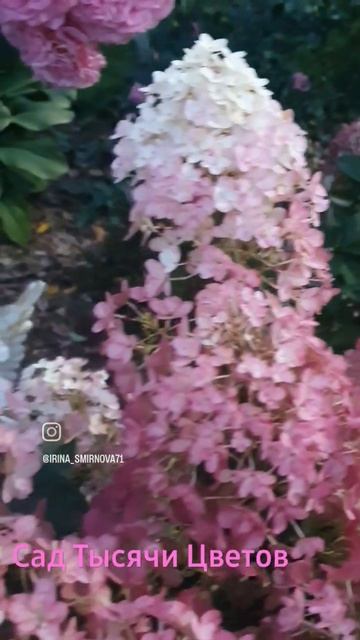 Гортензии в нашем саду!