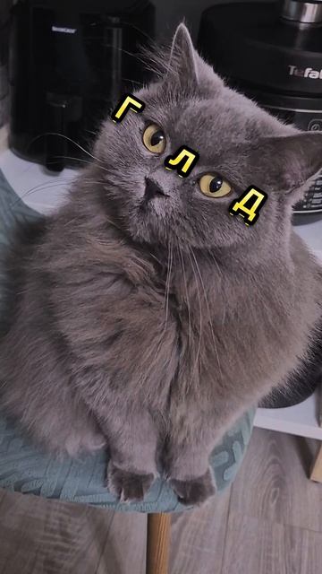 Да, я поела. Нет, мне не стыдно смотреть так, будто не ел смотреть онлайн