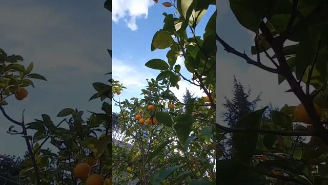 А у нас во дворе Маалот смотреть онлайн