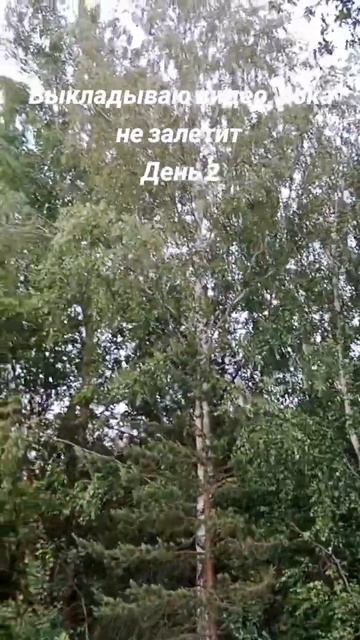 #матушказемля #васильки #беларусь #красота #береза смотреть онлайн