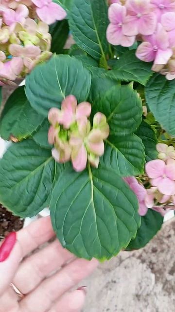 Гортензия грин шадоу? Или все-таки нет? 🤔🤔🤔