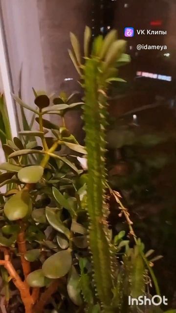 Мой домашний садик #комнатныерастения #дома #home #рек #р? смотреть онлайн