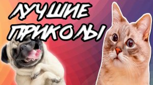 САМОЕ СМЕШНОЕ ВИДЕО: ЧЕЛЛЕНДЖ ПОПРОБУЙ НЕ ЗАСМЕЯТЬСЯ #4