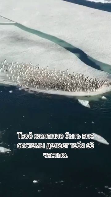 Твоё желание быть вне системы делает тебя её частью. смотреть онлайн