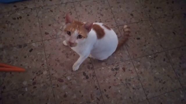 Миша,ты что пукнул?(пародия) смотреть онлайн