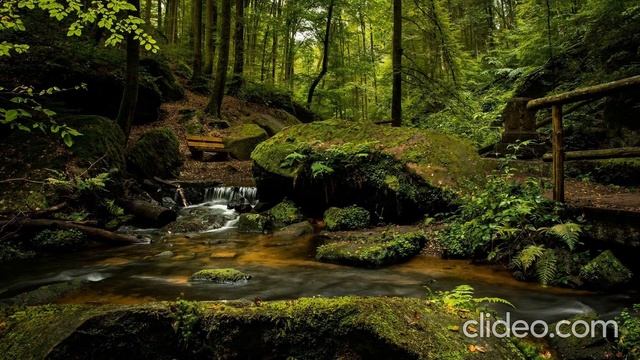 Relaxing Music for Stress Relief & Meditation With Amazing Nature Scenery/Спокойная музыка для сна. смотреть онлайн