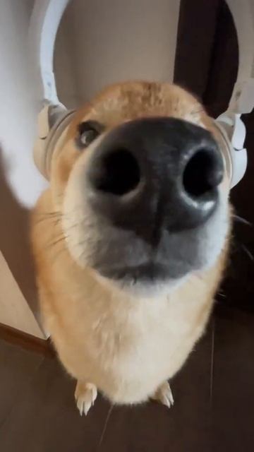 Собака слушает музыку и кайфует #музыка#собака#мемы#мем#приколы#смешно#youtube#shorts#кринж#прикол смотреть онлайн