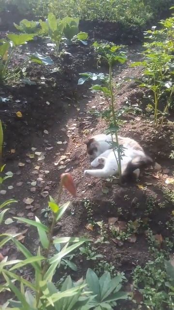 Мотя воляется в грядке👌🏻 смотреть онлайн