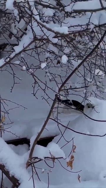 зима может быть прекрасна❄❄❄ смотреть онлайн