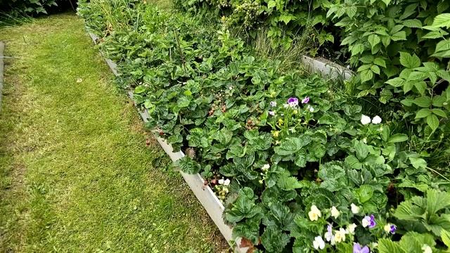 ВСЕГО 1 ЛОЖКА — И КЛУБНИКА ЗАВАЛИТ ВАС ЯГОДАМИ! Главный секрет, о котором молчат все садоводы! смотреть онлайн