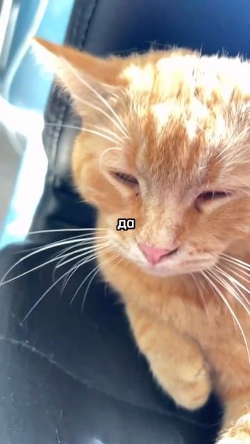 Щетка , которая взорвала интернет, реально работает пр смотреть онлайн