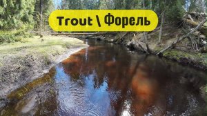 | Ручьевая форель | Открытие сезона | Ловля на нытьё |