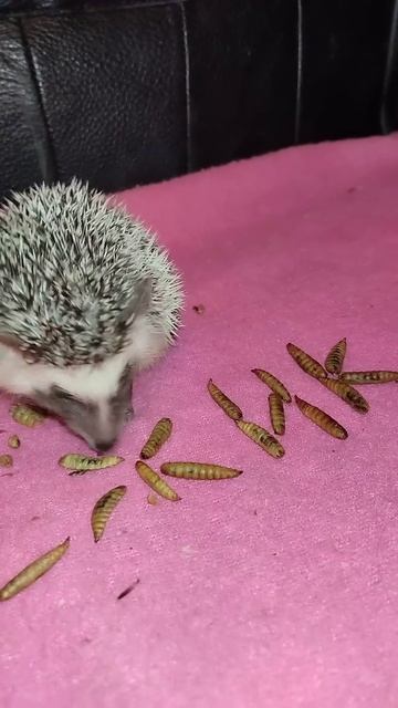 🤣🤭 Ёжик ест ёжика. Hedgehog eating hedgehog 😂 #ezhikafro #hedgehog #cuteanimal смотреть онлайн