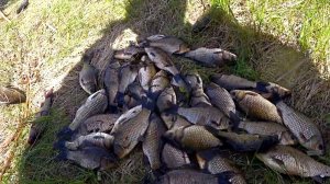 Зачётный КАРАСЬ в маленьком болоте! Рыбалка на поплавок!