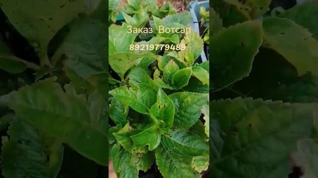 заказ гортензий через Вотсап 89219779489 смотреть онлайн