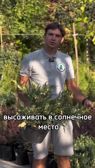 Растения в Ростовской области от питомника декоратив? смотреть онлайн