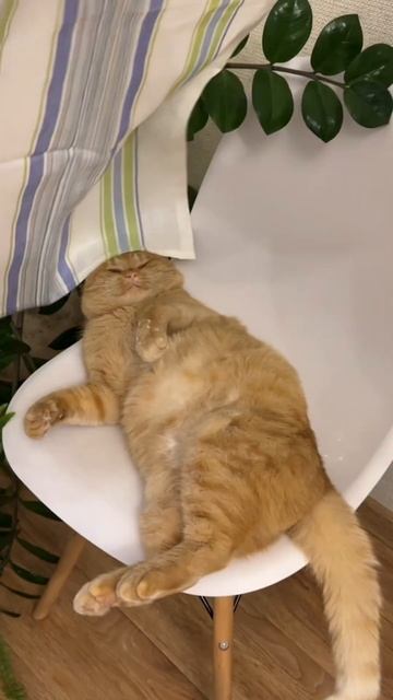 Ставь лайк если у тебя есть котик😉 #cat #животные #кот #к смотреть онлайн